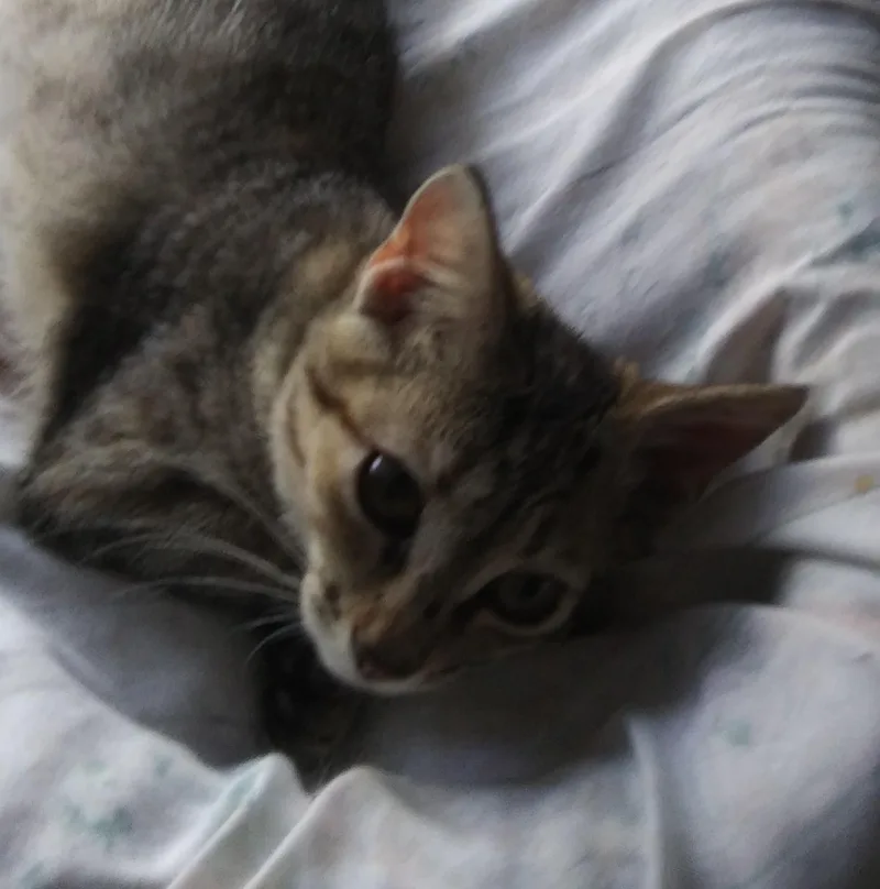 A baby small-sized female Tabby (Buff / Tan / Fawn) Domestic Short Hair cat named Almond for adoption in Port Wentworth, GA