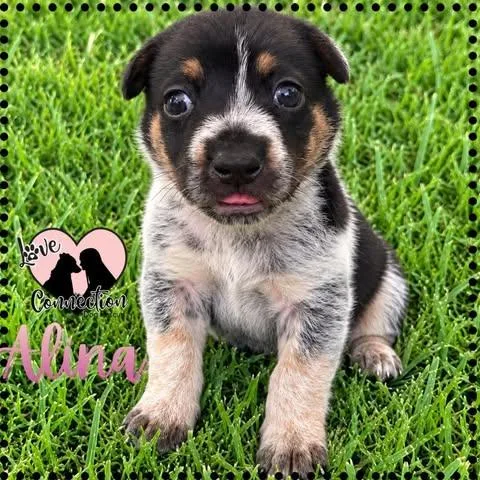 A baby medium-sized female Black Australian Shepherd dog named Alina for adoption in Gilbert, AZ