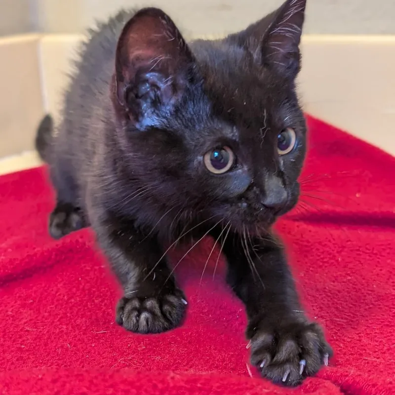 A baby small-sized female Black Domestic Short Hair cat named Zinnia for adoption in Long Beach, CA