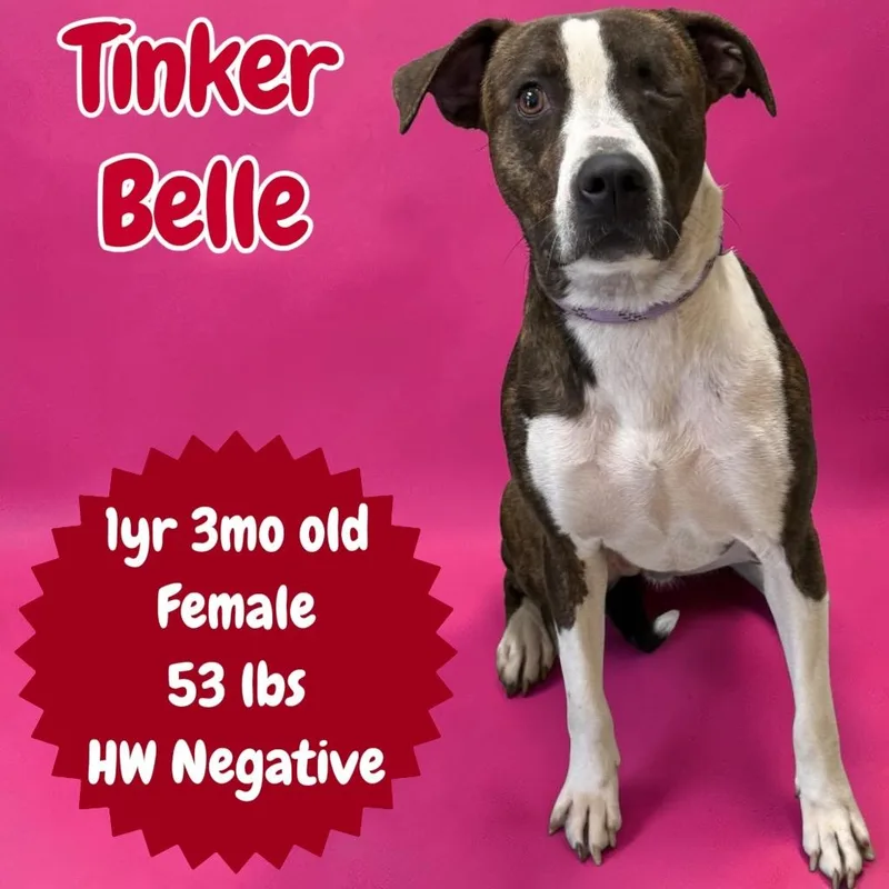 Tinker Belle