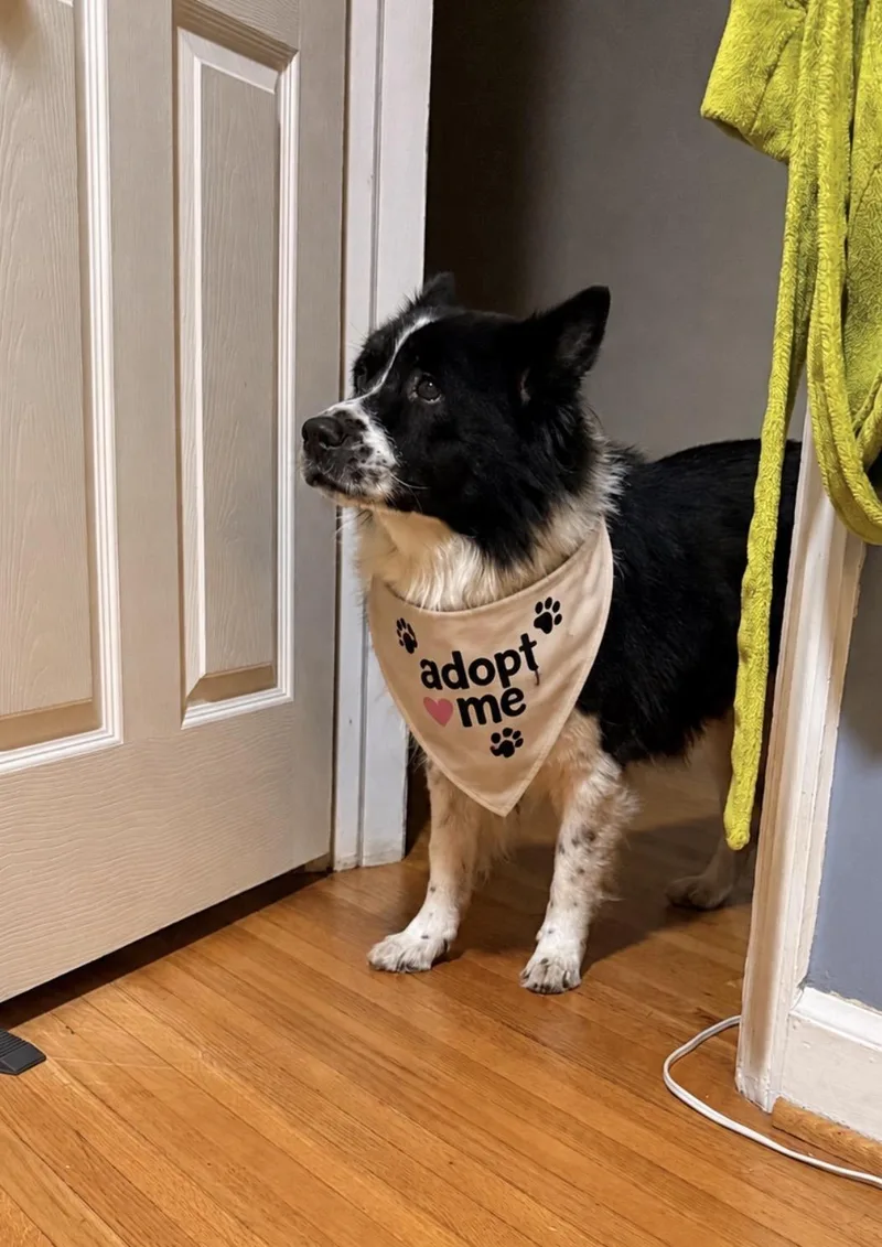 A senior medium-sized male Black Border Collie dog named Manny for adoption in Randleman, NC