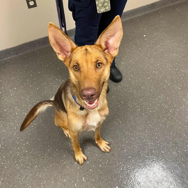 A young medium-sized female Shepherd dog named Kaia for adoption in Valparaiso, IN