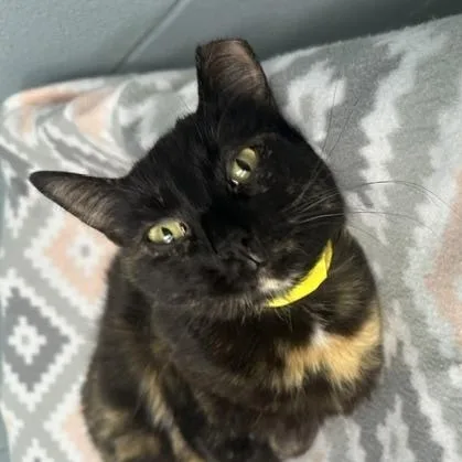 A young medium-sized female Tortoiseshell Domestic Short Hair cat named Stella for adoption in Bryan, OH
