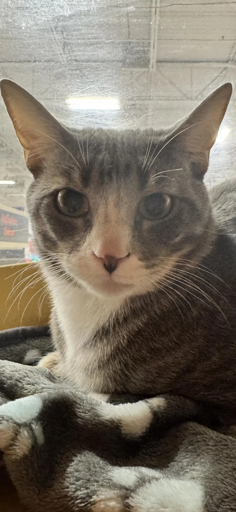 A young medium-sized male Gray & White Domestic Short Hair cat named Ranger for adoption in Scottsdale, AZ
