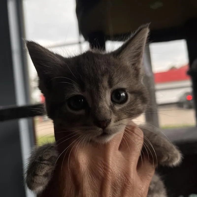 A baby small-sized female Gray / Blue / Silver Domestic Medium Hair cat named Lucy for adoption in Shawnee, KS