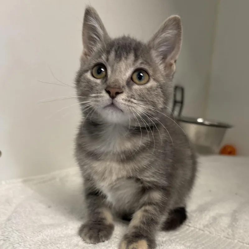 A baby small-sized female Gray / Blue / Silver Domestic Short Hair cat named French Toast for adoption in Naperville, IL