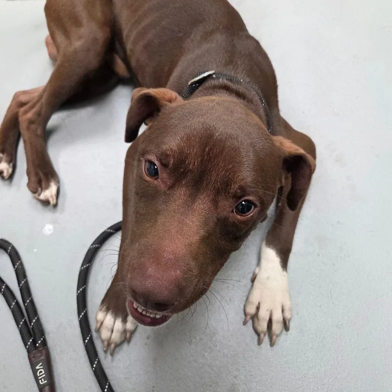 A young medium-sized male Brown / Chocolate Mixed Breed dog named STRAYFloydRoad for adoption in Columbus, GA