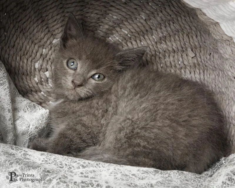 A young medium-sized female Gray / Blue / Silver Domestic Short Hair cat named Trudy for adoption in Maryville, TN