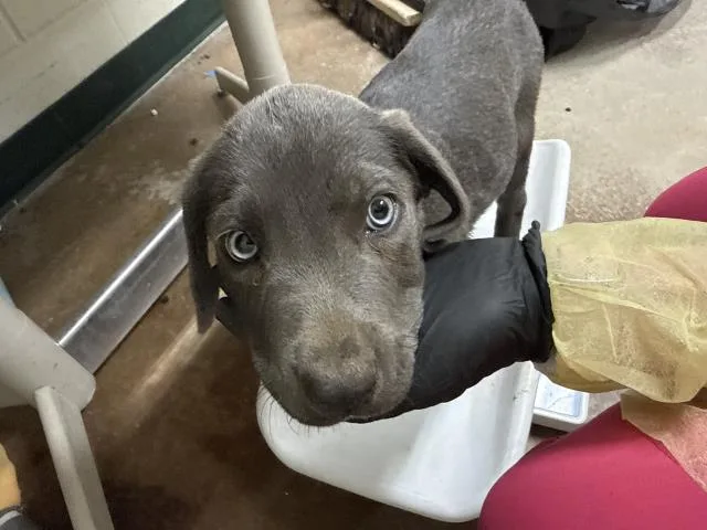 A baby small-sized male Pit Bull Terrier dog named Waffles for adoption in Thousand Palms, CA