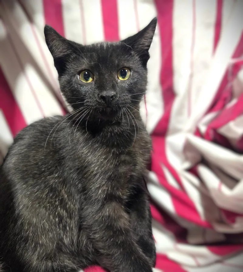 A baby small-sized male Black Domestic Short Hair cat named Leroy for adoption in Mankato, MN