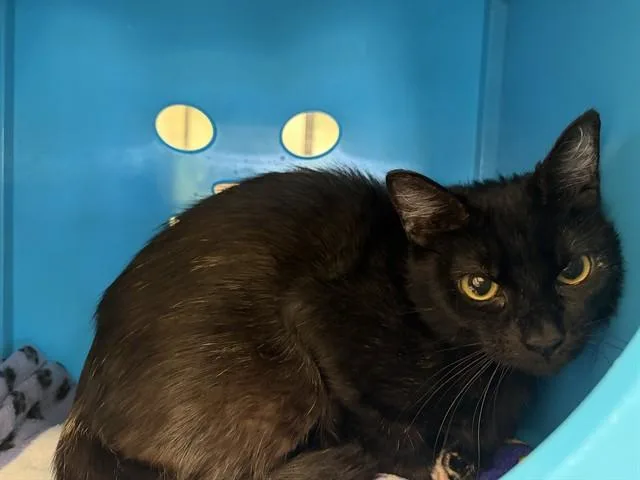 A young medium-sized female Domestic Short Hair cat named Dahlia for adoption in Auburn, CA
