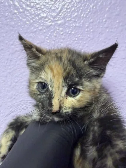 A baby small-sized female Black Domestic Medium Hair cat named 61286744 for adoption in El Paso, TX