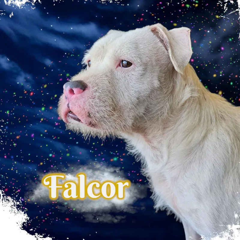 Falcor thumbnail 5