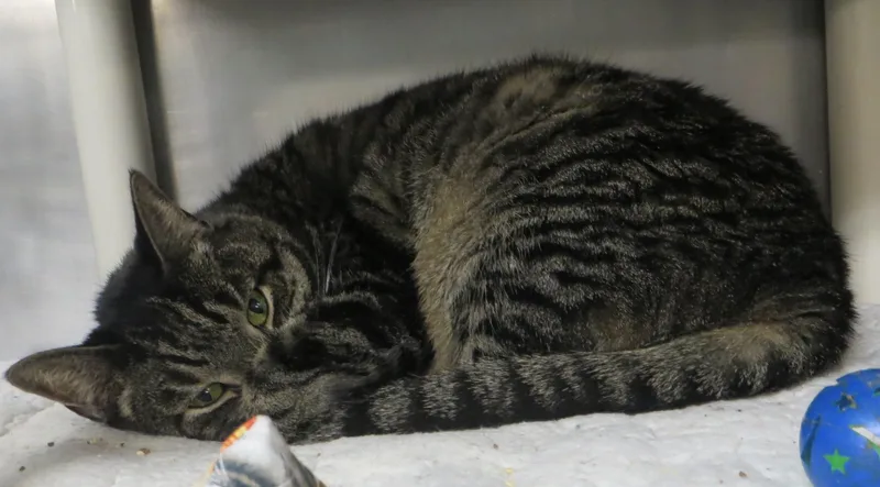 An adult medium-sized male Tiger cat named Zimba for adoption in Brockton, MA
