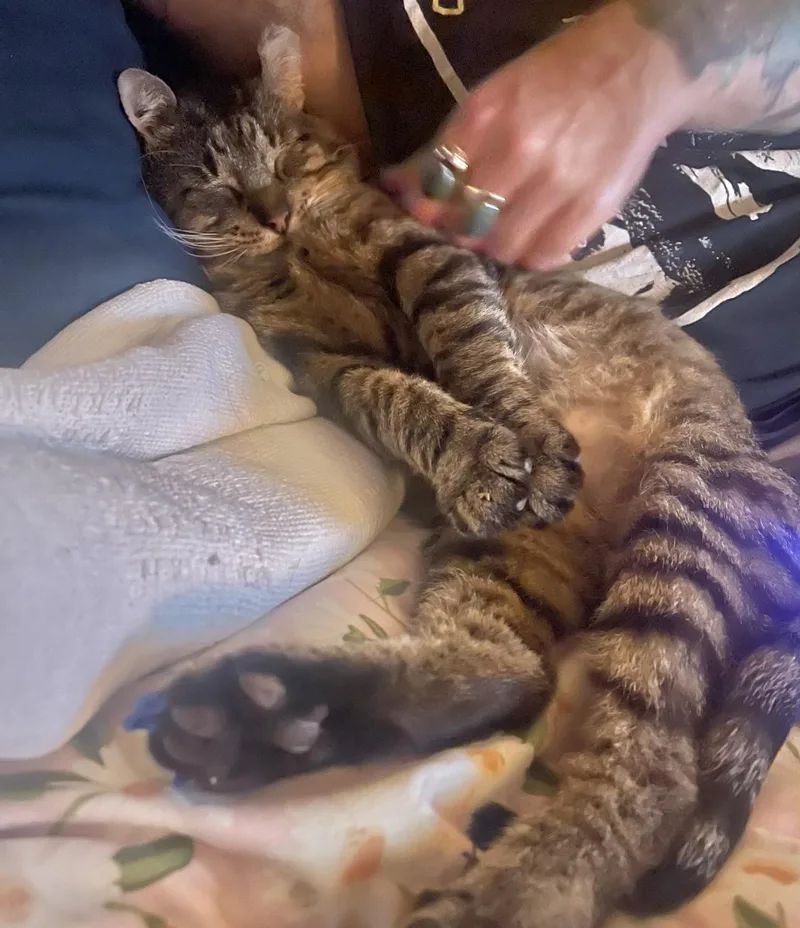 An adult medium-sized male Tabby (Gray / Blue / Silver) Domestic Short Hair cat named Atticus for adoption in New Orleans, LA
