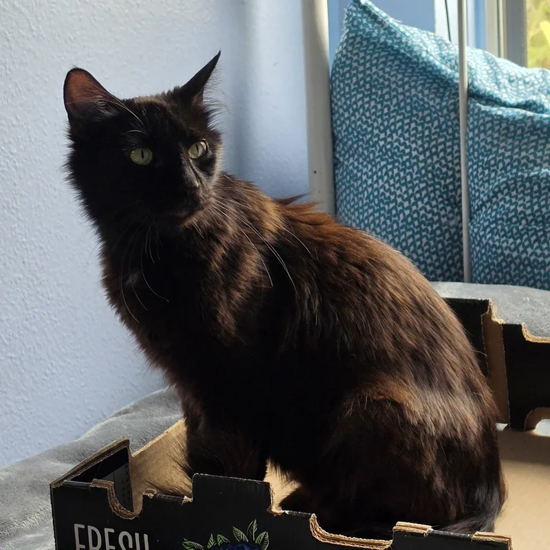 A young medium-sized female Black Domestic Medium Hair cat named Abyss for adoption in Portland, OR