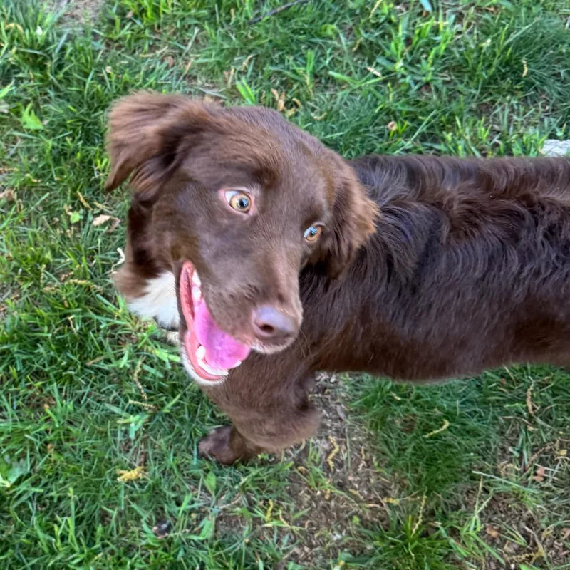 An adult medium-sized female Brown / Chocolate Mixed Breed dog named Nestle for adoption in Fredericksburg, VA