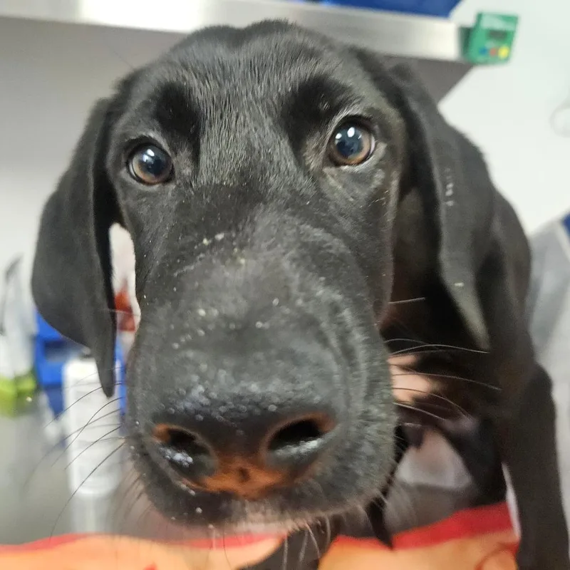 A baby small-sized male Black Labrador Retriever dog named Sam for adoption in Greenville, SC