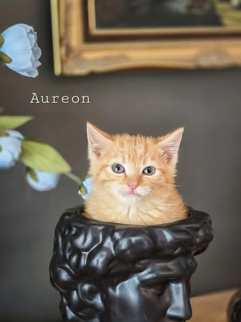 A baby small-sized male Domestic Short Hair cat named Aureon for adoption in Sandy, UT