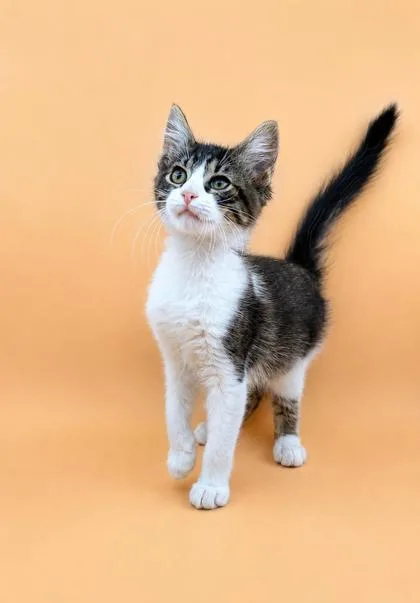 A young small-sized male Domestic Medium Hair cat named Lemon Drop for adoption in Dahlonega, GA