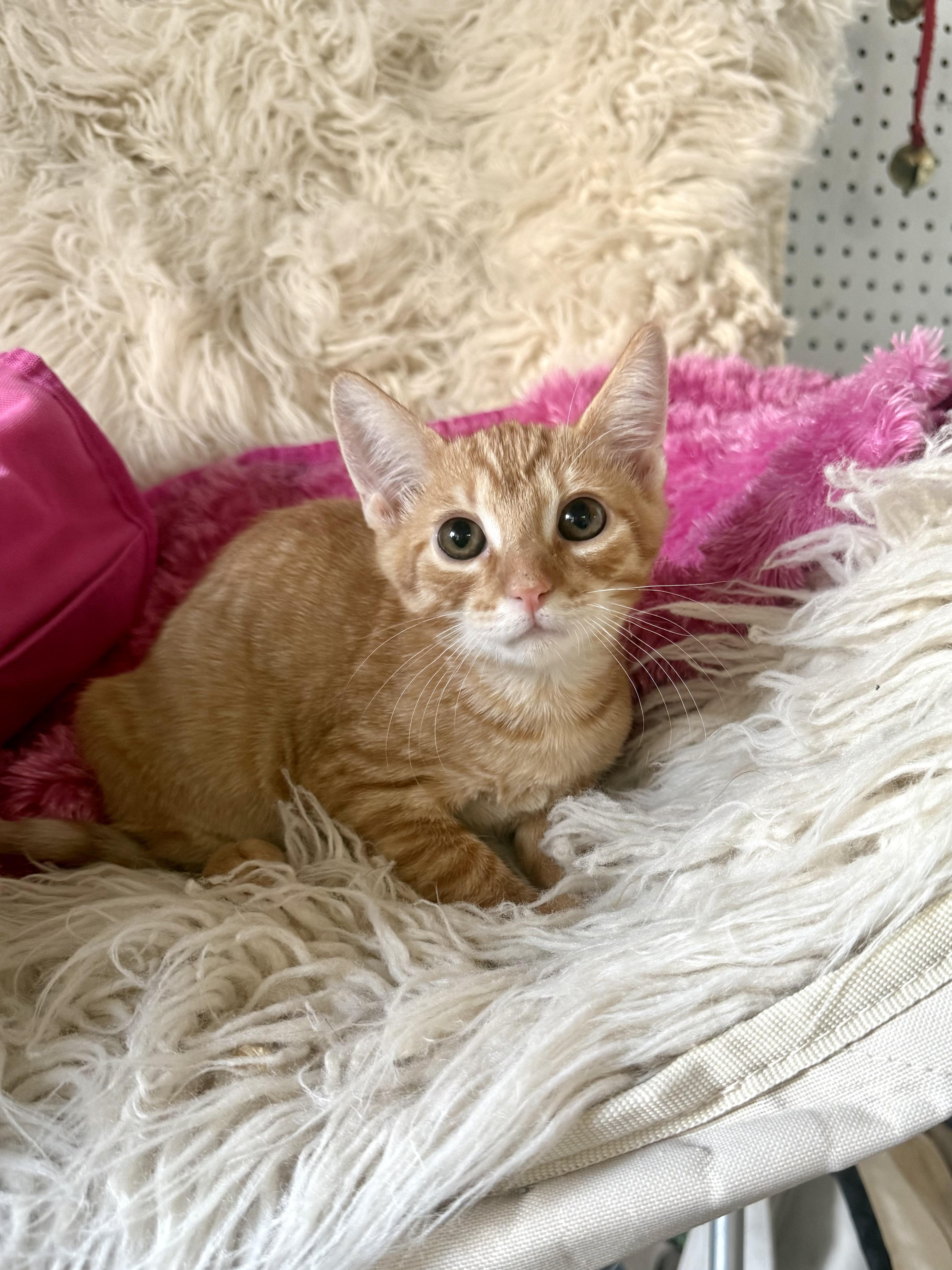 A young medium-sized male Tabby (Orange / Red) Domestic Short Hair cat named Tomfoolery for adoption in Jefferson, LA