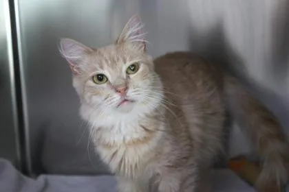 An adult medium-sized female Domestic Long Hair cat named Buttercup for adoption in Brunswick, GA