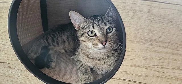 Nancy Drew thumbnail 3