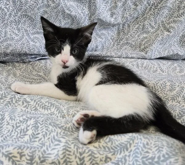 A baby small-sized male Domestic Short Hair cat named Tom for adoption in Salt Lake City, UT