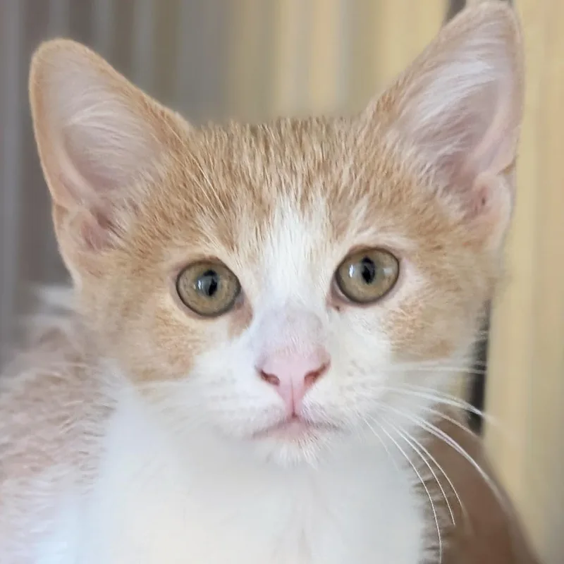 A baby medium-sized male Domestic Short Hair cat named Gochujang  Reduced Fee for adoption in Jefferson, WI