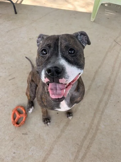 An adult large-sized female Pit Bull Terrier dog named Nene for adoption in Charlotte, NC