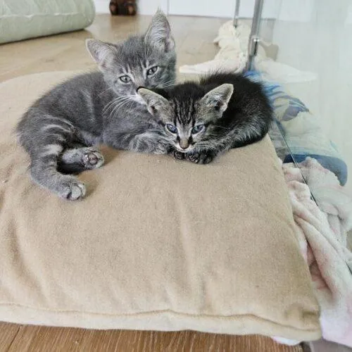 A baby small-sized male Domestic Short Hair cat named Zuko for adoption in Tampa, FL