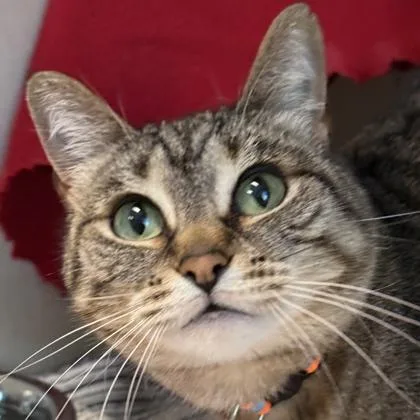 Nyla