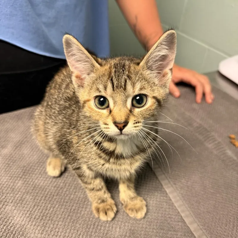 A baby small-sized female Black Domestic Short Hair cat named Pluto for adoption in Fredericksburg, VA