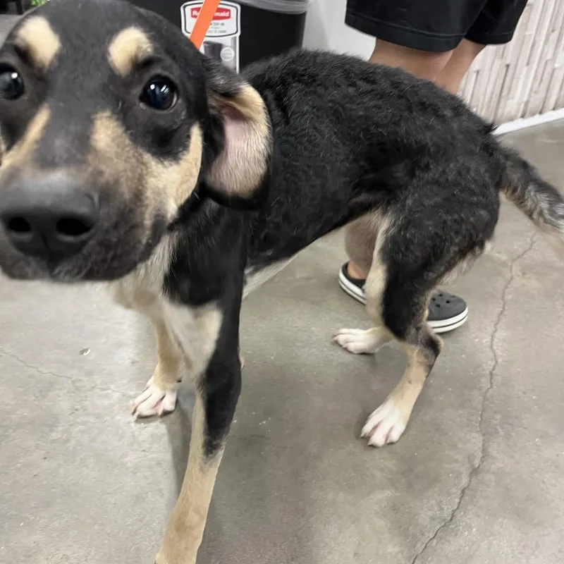 A young medium-sized female Black German Shepherd Dog dog named Anabella for adoption in Tampa, FL