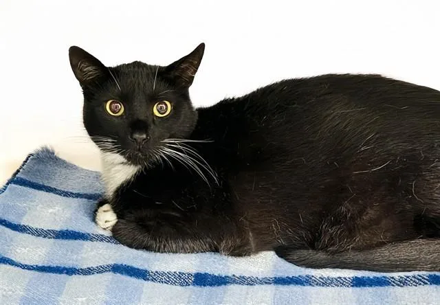 A young medium-sized male Domestic Short Hair cat named Soot for adoption in Fort Lauderdale, FL