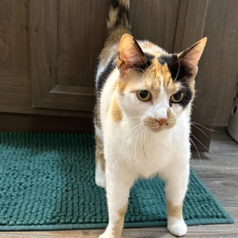 An adult large-sized female Calico Domestic Short Hair cat named Chloe for adoption in Houston, TX
