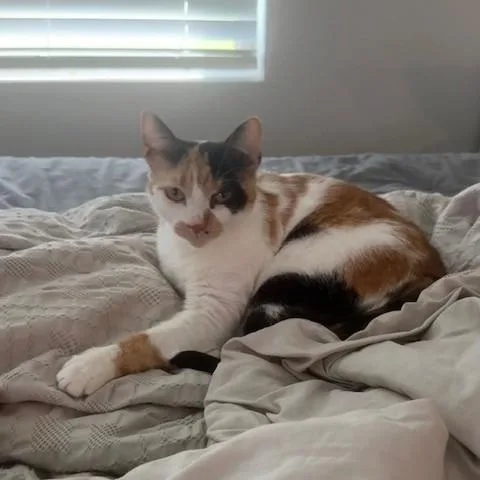 Chloe thumbnail 6