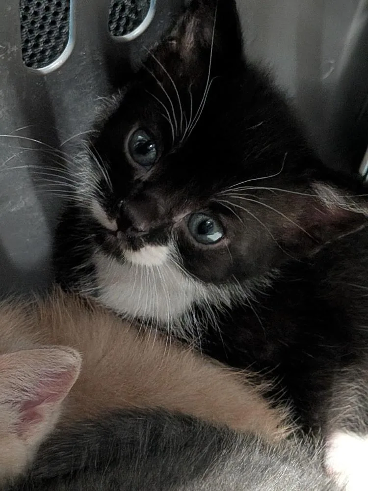 A baby medium-sized male Black & White / Tuxedo Domestic Short Hair cat named Reuben for adoption in Clinton Township, MI