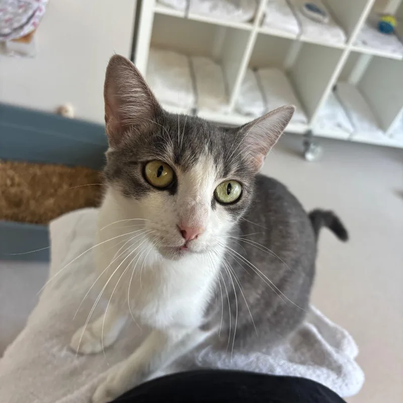 An adult medium-sized female Gray / Blue / Silver Domestic Short Hair cat named Laguna for adoption in Redwood City, CA