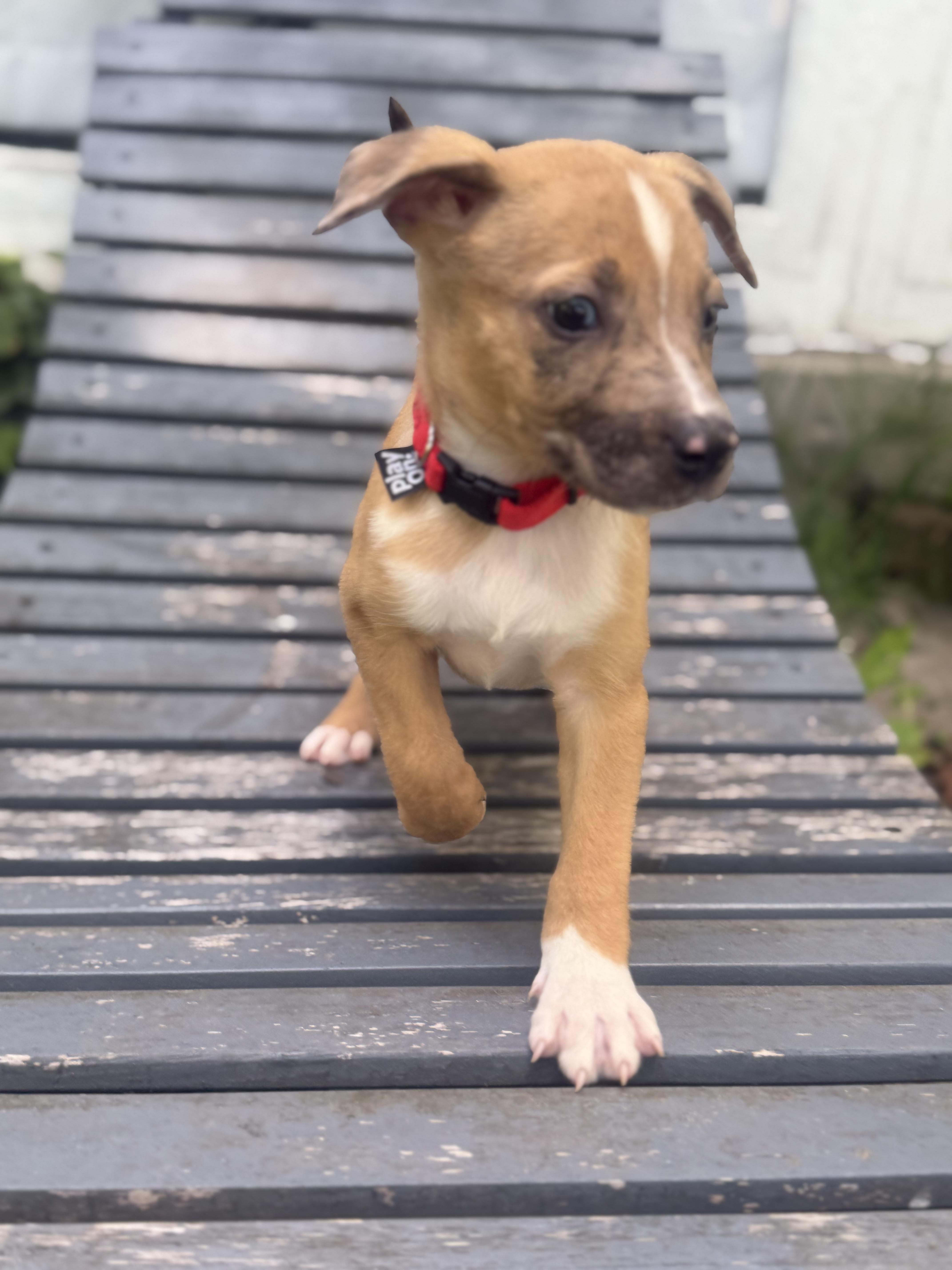 A baby medium-sized male Tricolor (Brown, Black, & White) Mixed Breed dog named Hunter for adoption in CHURCHVILLE, NY