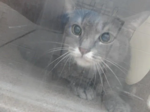 A senior small-sized female Domestic Short Hair cat named Pixie for adoption in Orlando, FL