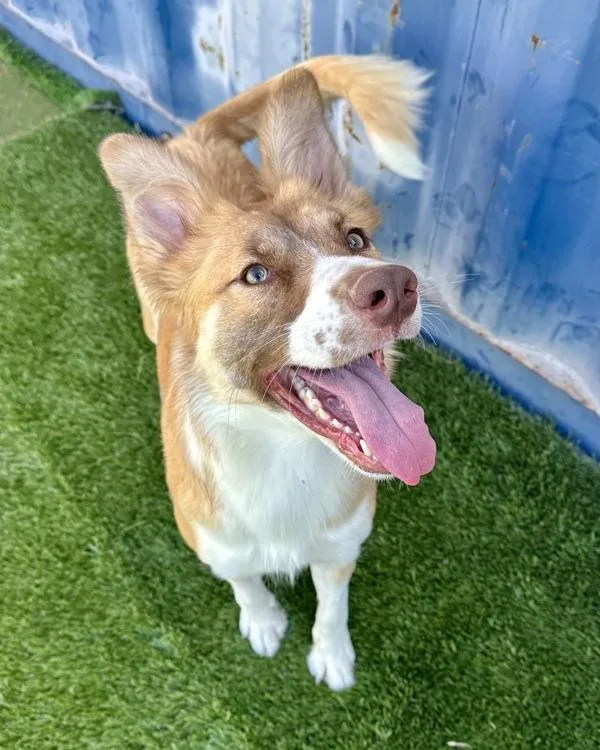 Butterscotch thumbnail 2