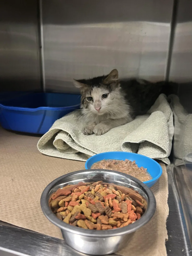 A senior medium-sized male Gray & White Domestic Medium Hair cat named Emire for adoption in Trenton, NJ