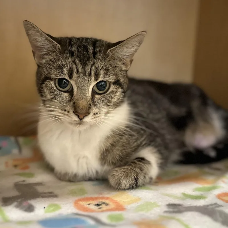 A young medium-sized female Brown / Chocolate Domestic Short Hair cat named Sunshine for adoption in Washington Township, OH