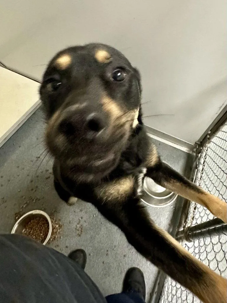 A young large-sized male Husky dog named Da Jackie for adoption in Glen Allen, VA