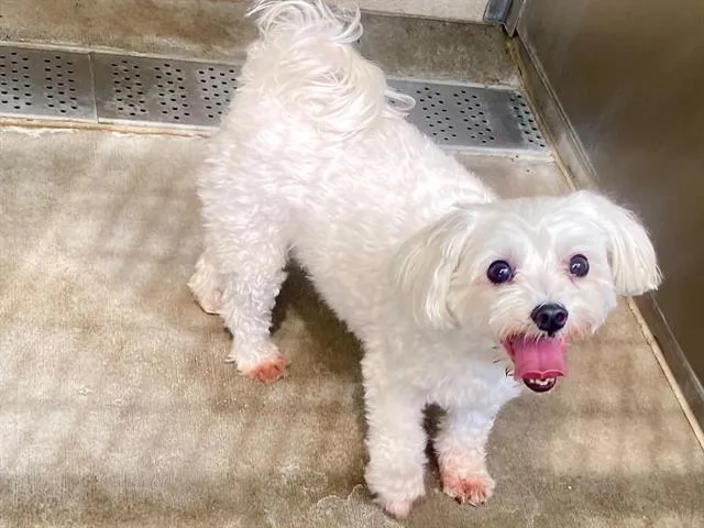 An adult small-sized female Maltese dog named Marcy for adoption in Tustin, CA