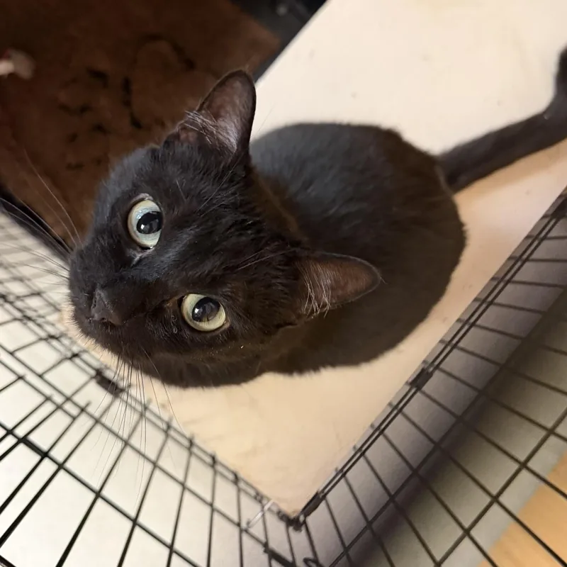 An adult medium-sized female Black Domestic Short Hair cat named Velvet for adoption in Kent, WA