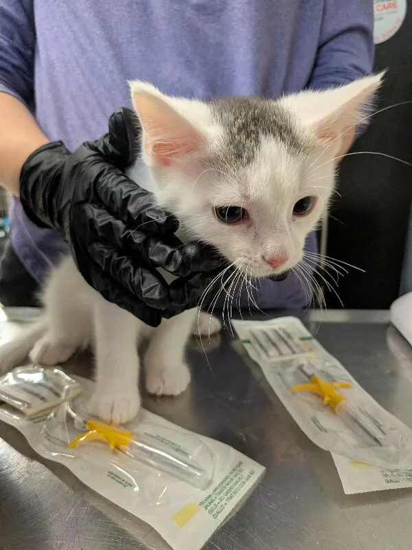A young small-sized male White Domestic Short Hair cat named Insurance Fraud for adoption in Cincinnati, OH