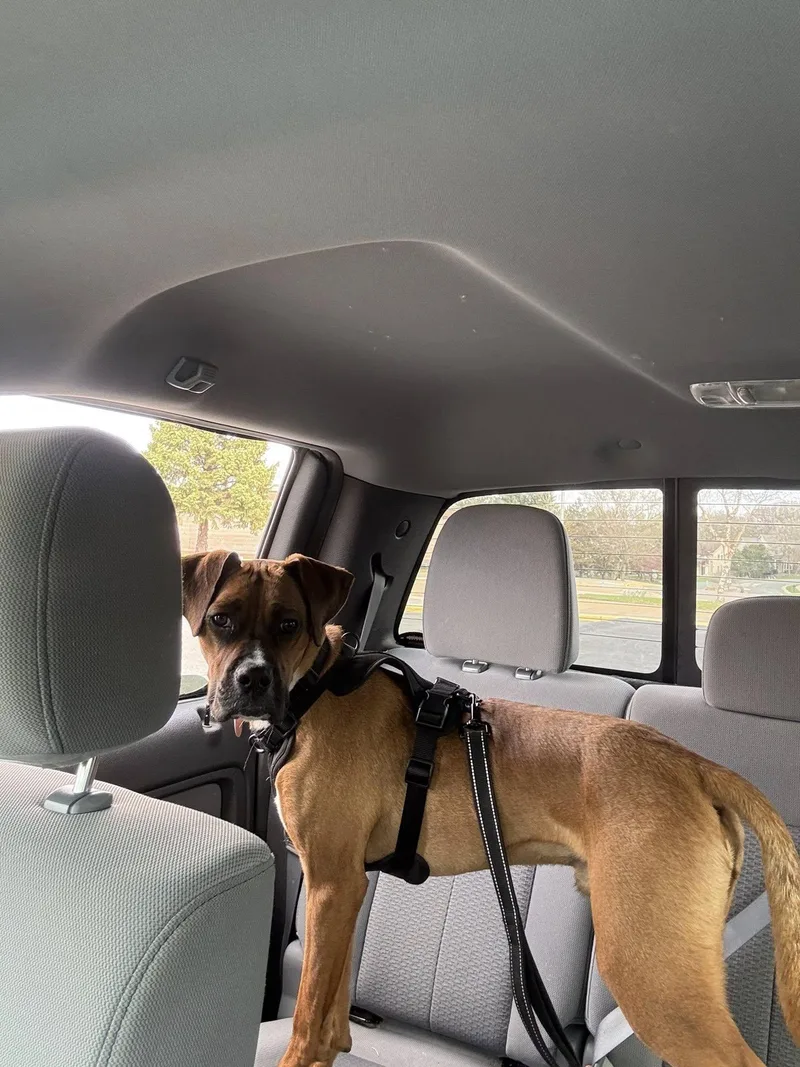 An adult medium-sized male Boxer dog named Zarek for adoption in Woodbury, MN