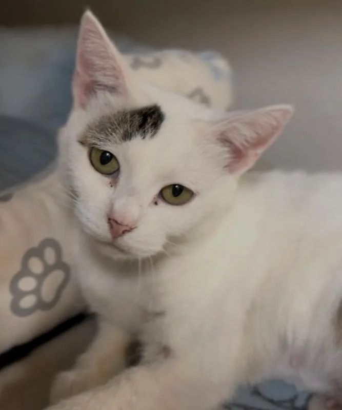An adult medium-sized female White Domestic Short Hair cat named Dottie for adoption in Osseo, MI